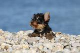 YORKSHIRE TERRIER 354